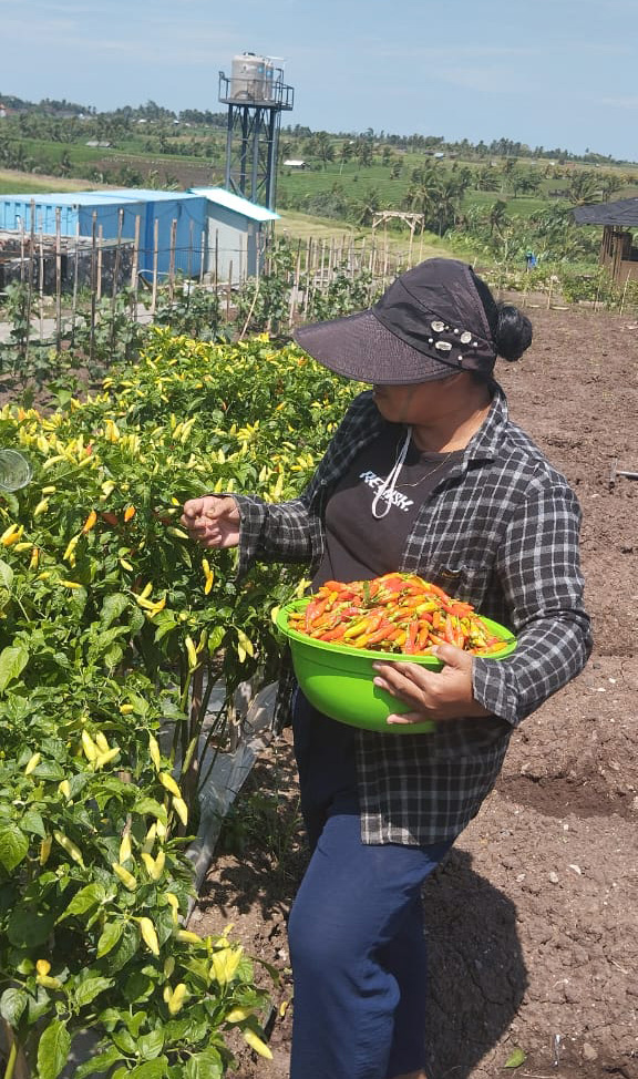 Petani Cabai
